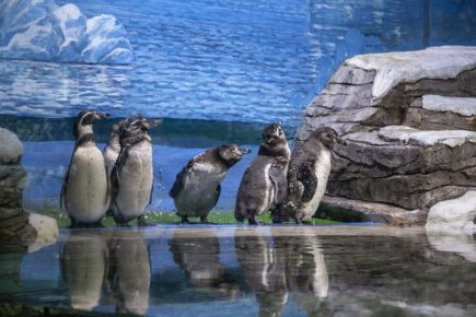Five Oceanarium Penguins Survive Moult