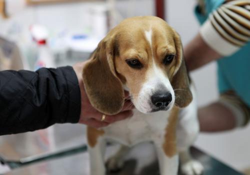 Pyometra in dogs - causes, symptoms and treatment infections