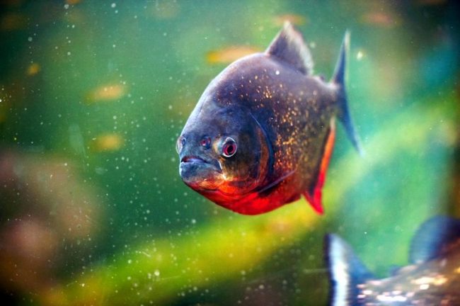 “Piranhas “Piranhas