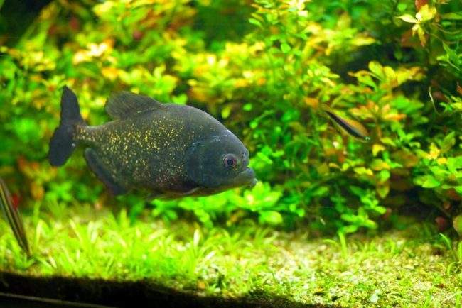 Piranhas are famous for their jaws, armed with very sharp teeth in the form of plates. Such teeth can easily tear out a piece of meat, gnaw off a finger and even bite through steel. Piranhas are famous for their jaws, armed with very sharp teeth in the form of plates. Such teeth can easily tear out a piece of meat, gnaw off a finger and even bite through steel.