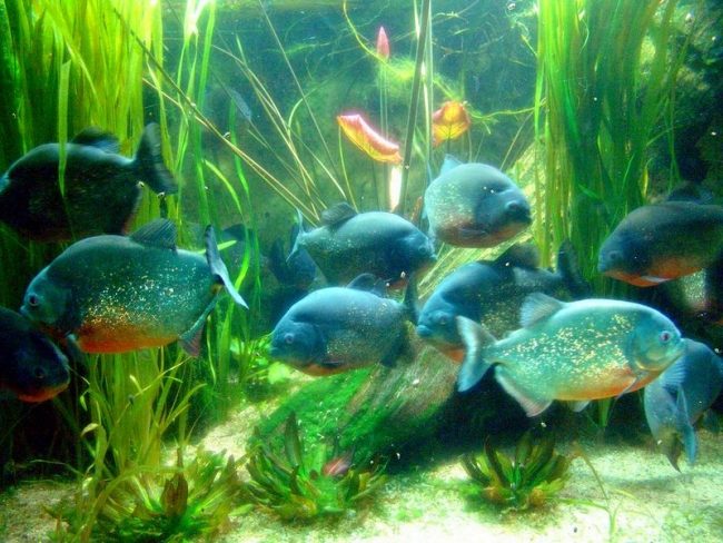 Aquarium piranhas are refined individuals, that is, not adapted for wild life, as they were bred in captivity. The owner of the aquarium only with some care crawls into the aquarium with his hands to clean it or fix the interior Aquarium piranhas are refined individuals, that is, not adapted for wild life, as they were bred in captivity. The owner of the aquarium only with some care crawls into the aquarium with his hands to clean it or fix the interior