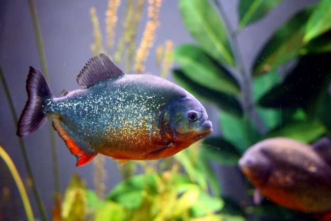 In length, piranhas reach only 20 cm (piranha red-bellied are also found in 33 centimeters). The largest piranha seen in wild waters was 48 cm long. In length, piranhas reach only 20 cm (piranha red-bellied are also found in 33 centimeters). The largest piranha seen in wild waters was 48 cm long.