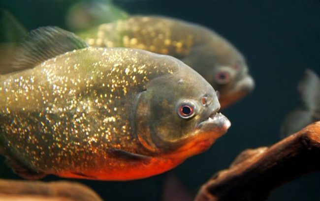 The color of young piranhas is pale, light gray. With age, the colors of piranhas change. Females turn purple, males turn bright silver, blue-black, bright red or silver with an olive hue. The color of young piranhas is pale, light gray. With age, the colors of piranhas change. Females turn purple, males turn bright silver, blue-black, bright red or silver with an olive hue.