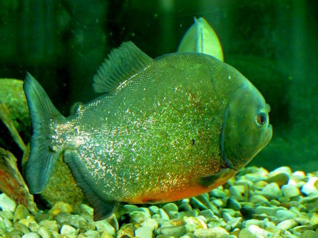 Piranhas are the orderlies of ponds (like wolves are the orderlies of the forest), since they do not shy away from carrion, they support the principle of natural selection: they eat the weak and sick Piranhas are the orderlies of ponds (like wolves are the orderlies of the forest), since they do not shy away from carrion, they support the principle of natural selection: they eat the weak and sick
