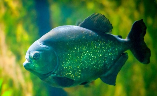 Piranhas go for spawning in spring and until mid-summer. Females of fish are laid eggs at the bottom, mostly closer to the roots of plants, in silt, tearing holes. There may be 50,000 eggs at one time. Piranhas go for spawning in spring and until mid-summer. Females of fish are laid eggs at the bottom, mostly closer to the roots of plants, in silt, tearing holes. There may be 50,000 eggs at one time.