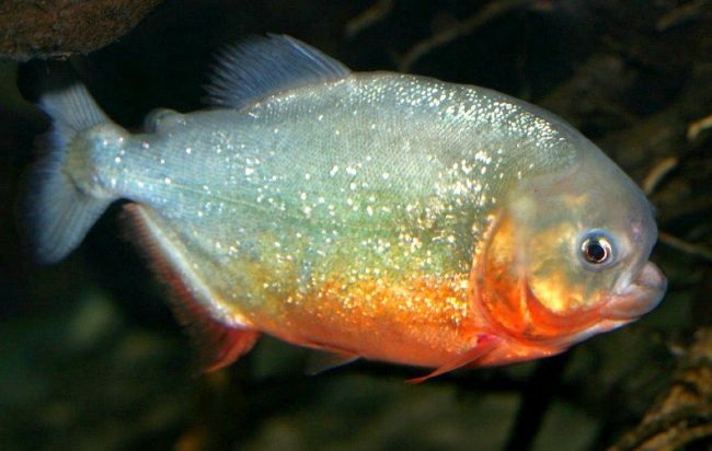 One piranha needs an aquarium with a volume of at least 100 liters. Accordingly, for four fish - from 300 liters or more. Any objects in which these fish can hide must be placed in the aquarium. Piranhas. One piranha needs an aquarium with a volume of at least 100 liters. Accordingly, for four fish - from 300 liters or more. Any objects in which these fish can hide must be placed in the aquarium.