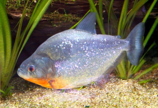 If in the wild piranhas eat what they can catch, then in aquariums they feed what they are given. Piranhas are not so picky. They eat shrimp, fish, squid, earthworms, mice, creeps, offal. If in the wild piranhas eat what they can catch, then in aquariums they feed what they are given. Piranhas are not so picky. They eat shrimp, fish, squid, earthworms, mice, creeps, offal.