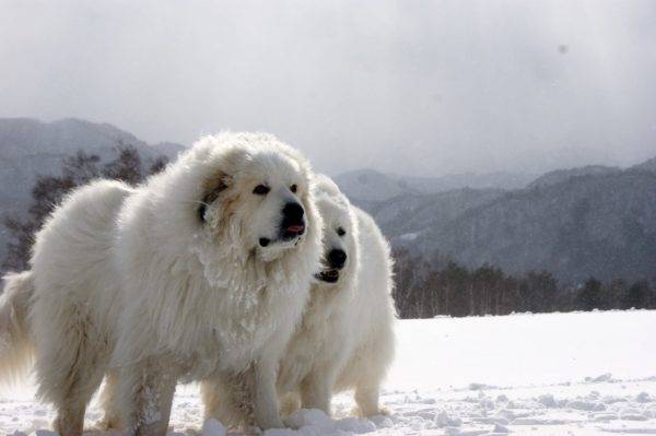 Pyrenees mountain dog read the article