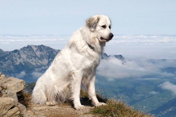Pyrenees mountain dog breed description