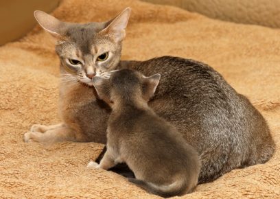 Abyssinian cat and kitten
