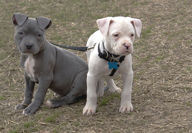 American Pit Bull Terrier Photo Puppies