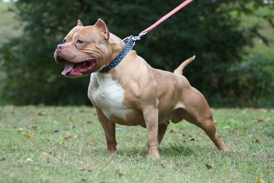 American Pit Bull Terrier Dog Photos