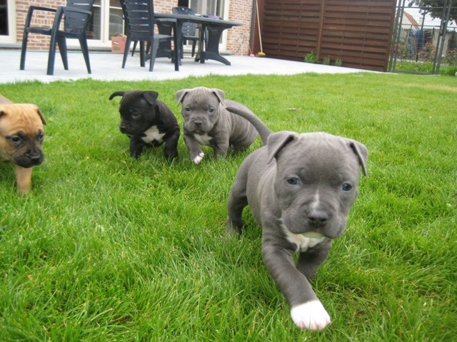 Pit bull puppies - photo