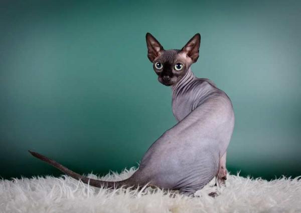 Why canadian sphinxes are hot and others interesting facts about the breed