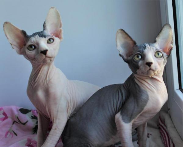 Why canadian sphinxes are hot and others interesting facts about the breed