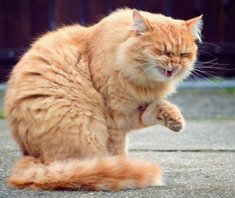 Why a cat sneezes - causes and treatment