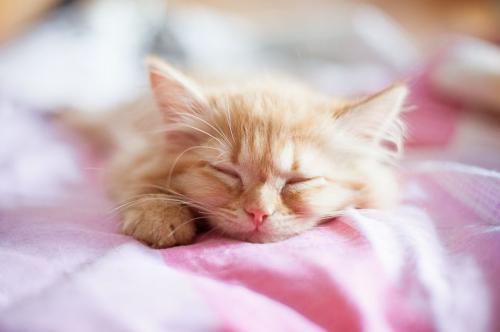 Why does a cat twitch in a dream?