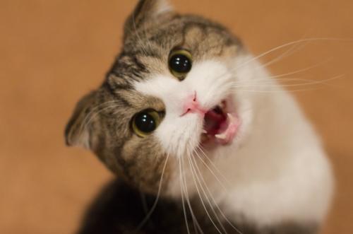 Why does a cat meow for no reason