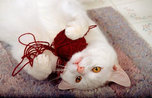 Why do cats eat wool?