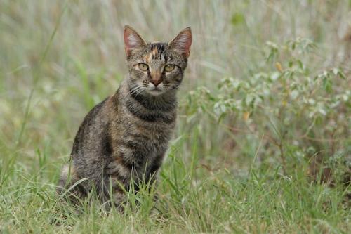 Why do cats torture mice and bring them home