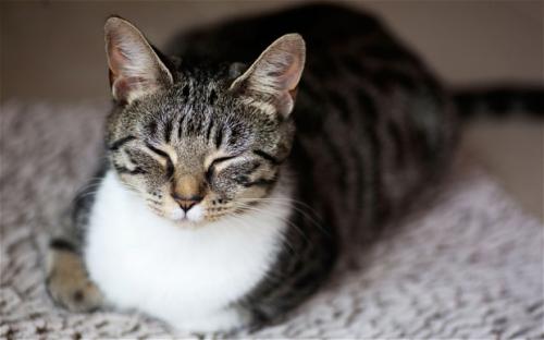 Why do cats purr?