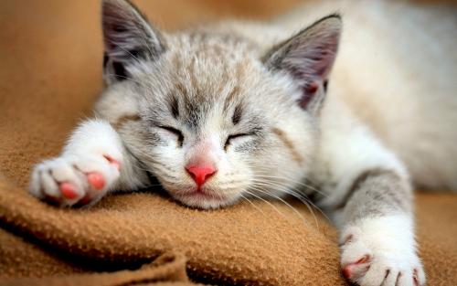 Why are cats so cute?