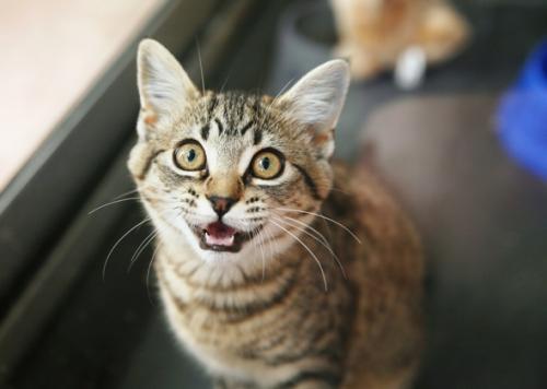 Why can’t you look the cat in the eye?