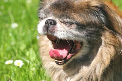 Why puppies and dogs hiccup
