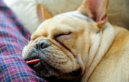 Why a dog snores - causes and treatment