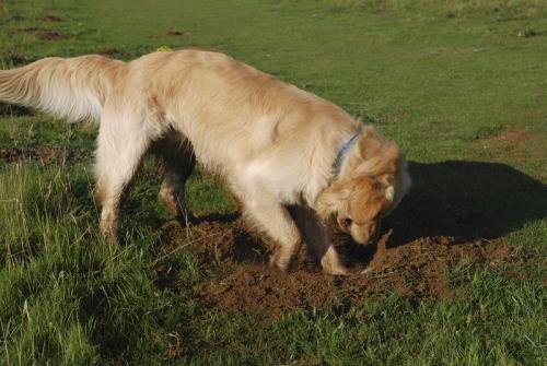 Why does a dog dig holes
