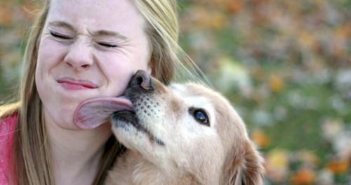Why dogs lick their faces