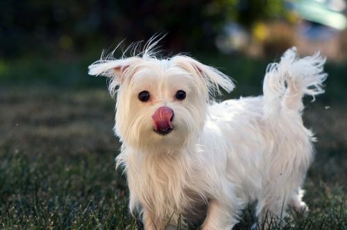 Why do dogs lick their nose and face?