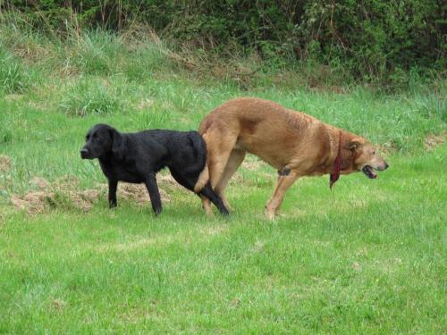 Why do dogs stick together when mating?