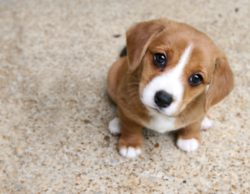 Why does the dog watery eyes - the reasons and treatment