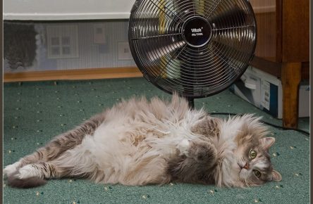 The cat lies by the fan