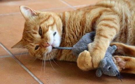 Cat with a toy