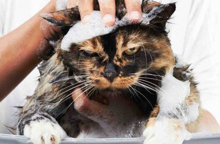 A man washes a cat