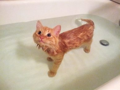 The cat in the bathroom is not afraid of water