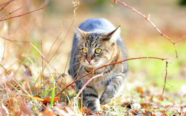 Why cats trample us paws