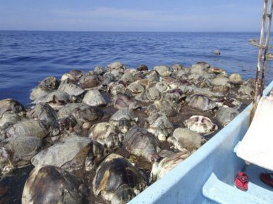 Dead olive turtles off the coast of Mexico