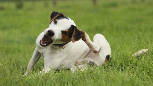 Why does a dog itch if there are no fleas read the article