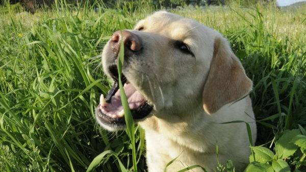 The dog eats grass
