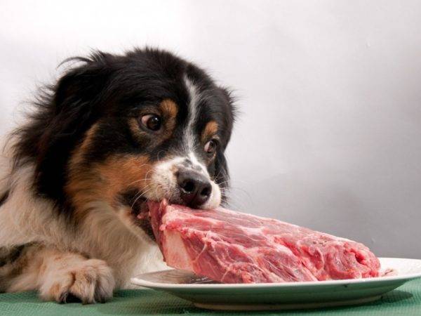 Why Dogs Can't Pork Read the Article