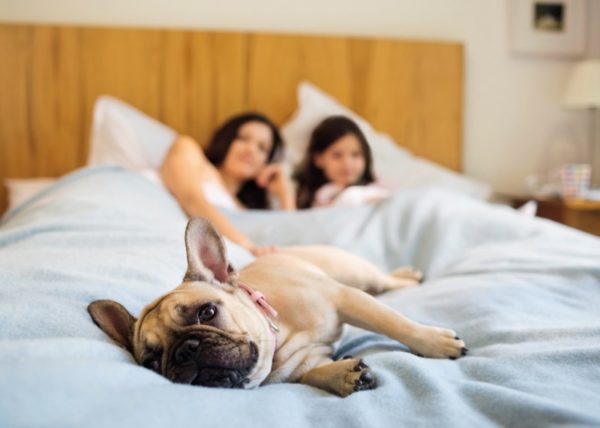 Why do dogs like to sleep with the owner