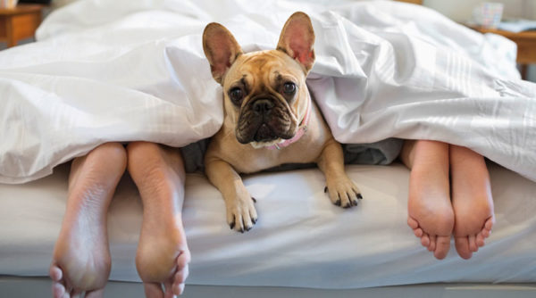 Why do dogs like to sleep with the owner read the article