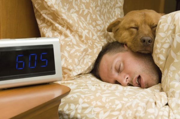 Dogs like to sleep with the owner