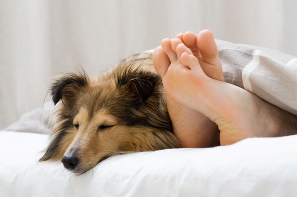 Dogs like to sleep with the owner, why