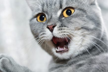 Cat with an open mouth