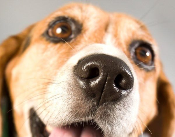 Why does a dog have a wet nose read the article