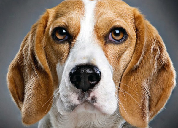 Dog face